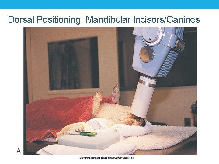 Dorsal Positioning: Mandibular Incisors/Canines 