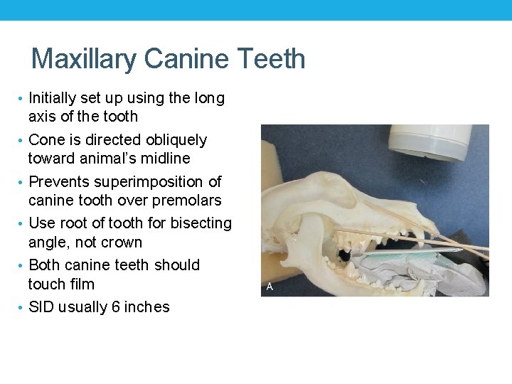 Maxillary Canine Teeth • Initially set up using the long • • • axis