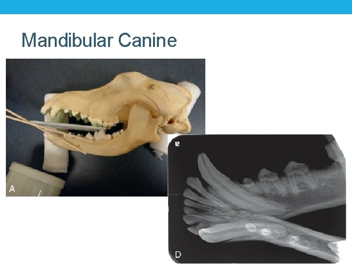Mandibular Canine 