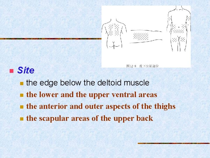 n Site n n the edge below the deltoid muscle the lower and the