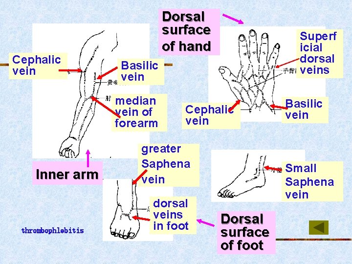 Cephalic vein Dorsal surface of hand Basilic vein median vein of forearm Inner arm