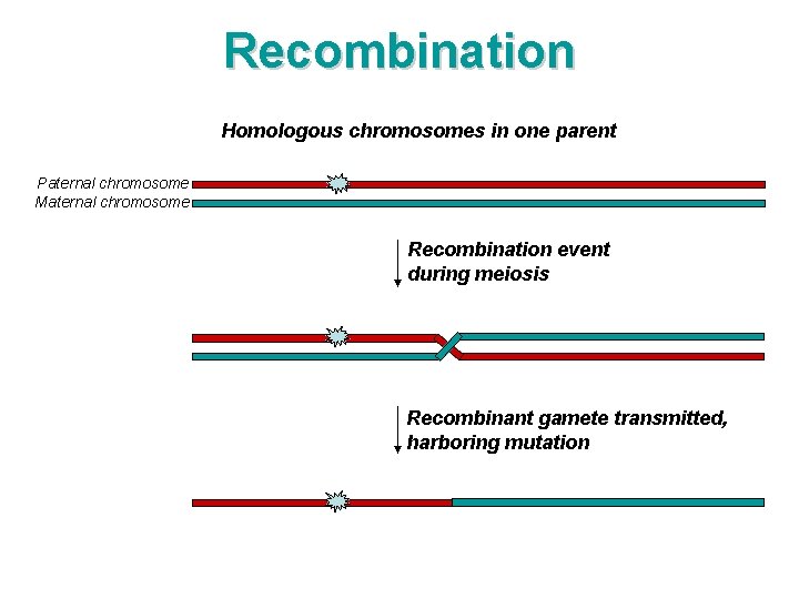 Recombination Homologous chromosomes in one parent Paternal chromosome Maternal chromosome Recombination event during meiosis