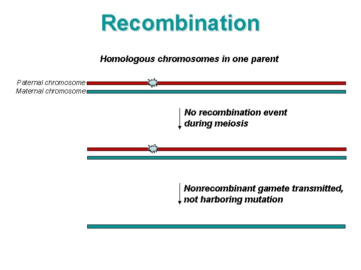 Recombination Homologous chromosomes in one parent Paternal chromosome Maternal chromosome No recombination event during