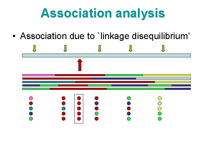 Association analysis • Association due to `linkage disequilibrium’ 