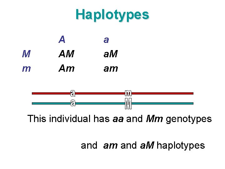 Haplotypes M m A AM Am a a. M am This individual has aa