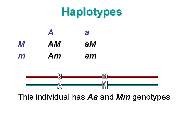 Haplotypes M m A AM Am a a. M am This individual has Aa