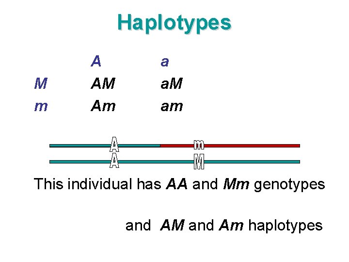 Haplotypes M m A AM Am a a. M am This individual has AA