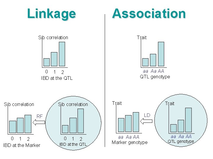 Linkage Association Sib correlation Trait aa Aa AA QTL genotype 0 1 2 IBD