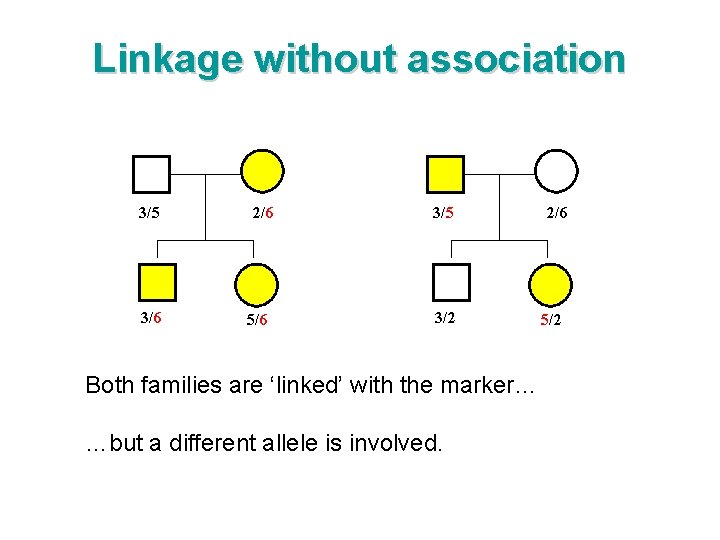 Linkage without association 3/5 3/6 2/6 5/6 3/5 3/2 Both families are ‘linked’ with