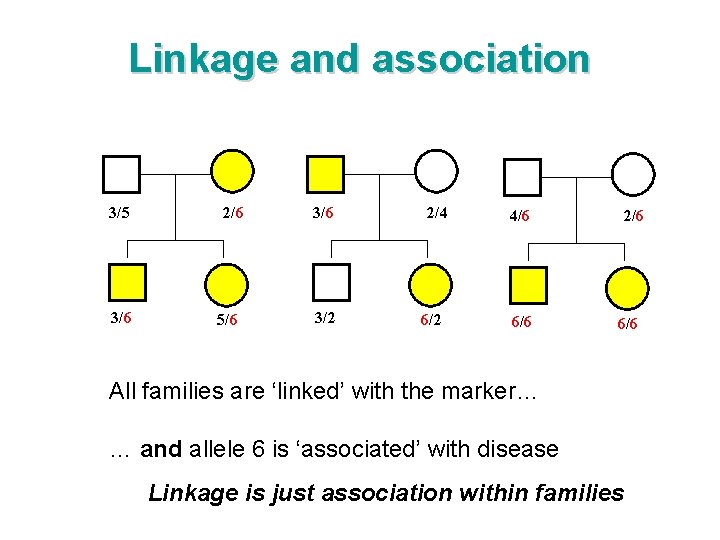 Linkage and association 3/5 3/6 2/6 5/6 3/2 2/4 6/2 4/6 6/6 2/6 6/6