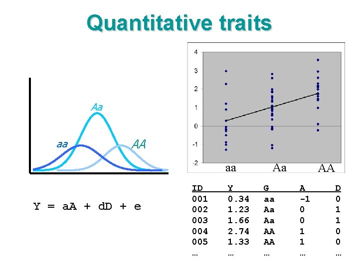 Quantitative traits Aa aa AA aa Y = a. A + d. D +