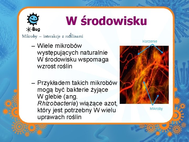 W środowisku Mikroby – interakcje z roślinami – Wiele mikrobów występujących naturalnie W środowisku