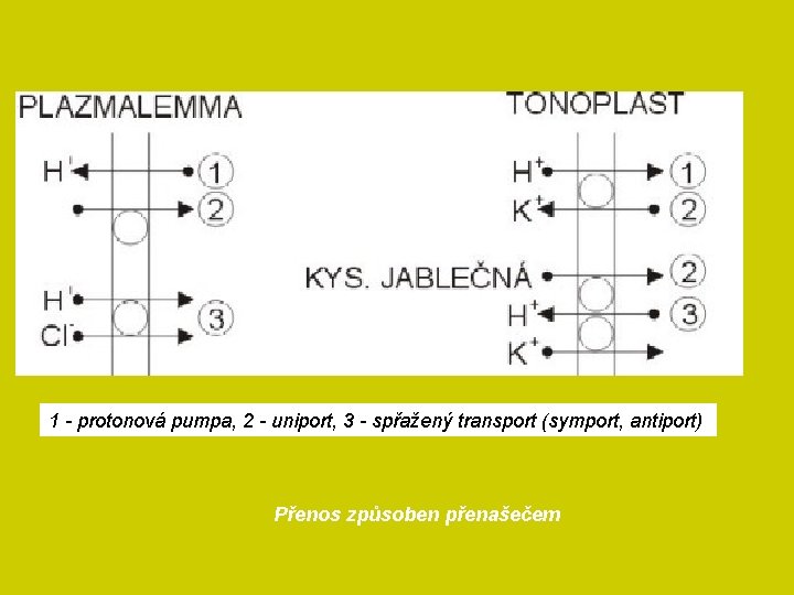 1 - protonová pumpa, 2 - uniport, 3 - spřažený transport (symport, antiport) Přenos