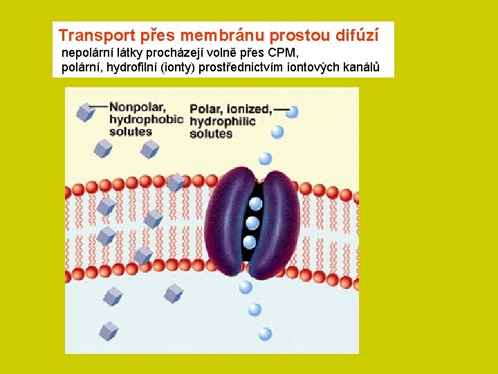 Transport přes membránu prostou difúzí nepolární látky procházejí volně přes CPM, polární, hydrofilní (ionty)