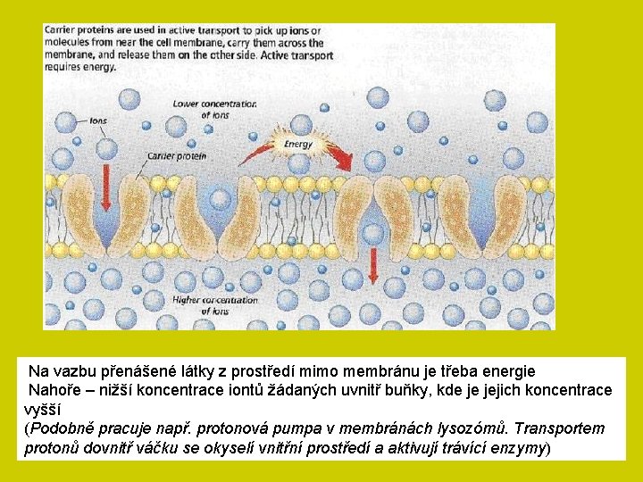 Na vazbu přenášené látky z prostředí mimo membránu je třeba energie Nahoře – nižší