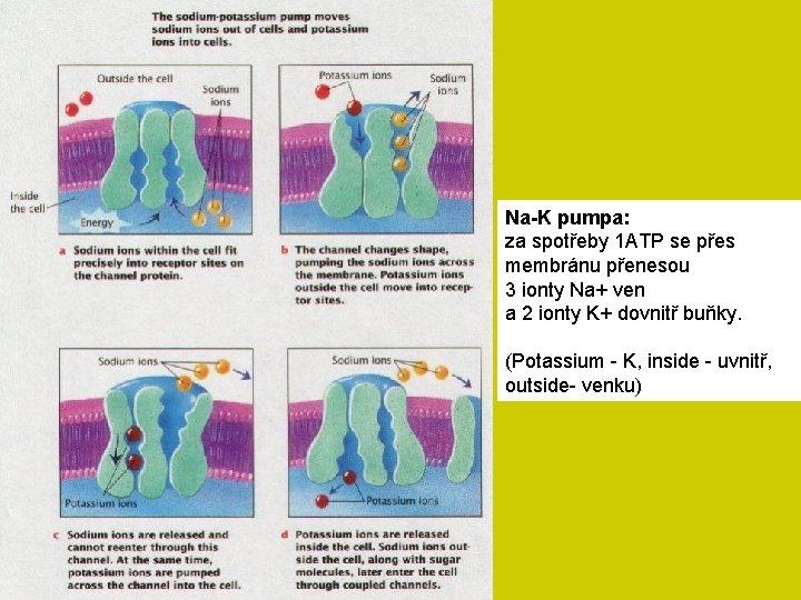 Na-K pumpa: za spotřeby 1 ATP se přes membránu přenesou 3 ionty Na+ ven