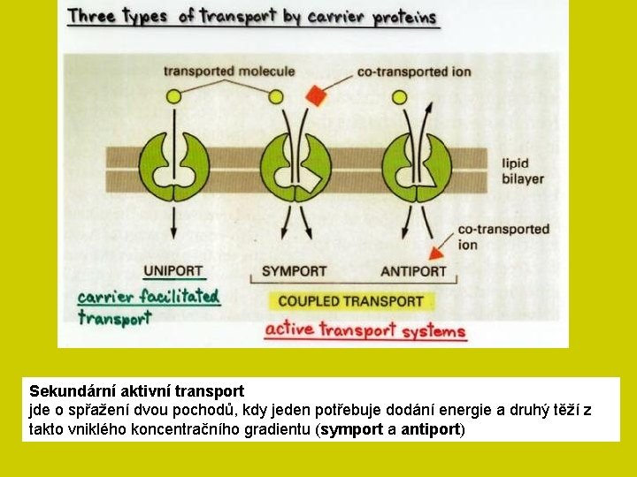 Sekundární aktivní transport jde o spřažení dvou pochodů, kdy jeden potřebuje dodání energie a