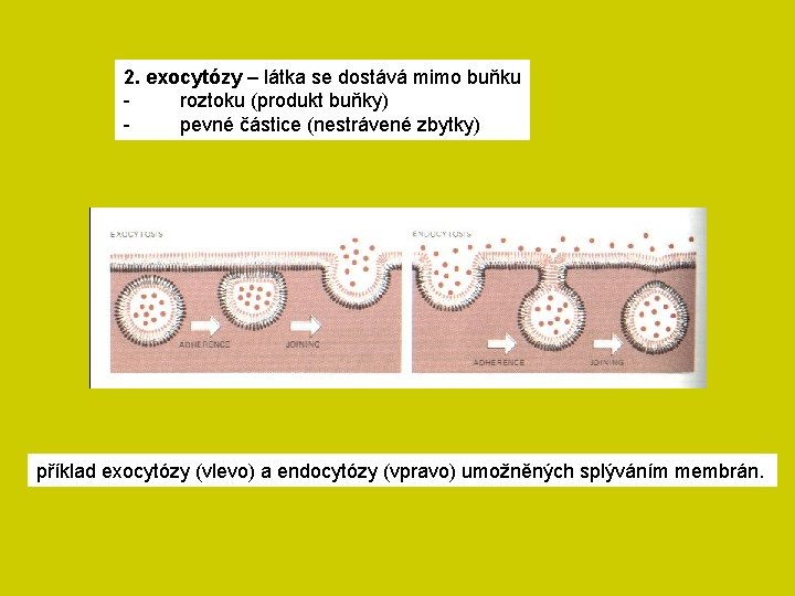 2. exocytózy – látka se dostává mimo buňku roztoku (produkt buňky) pevné částice (nestrávené