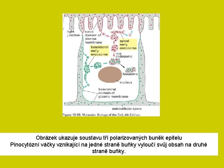 Obrázek ukazuje soustavu tří polarizovaných buněk epitelu Pinocytózní váčky vznikající na jedné straně buňky