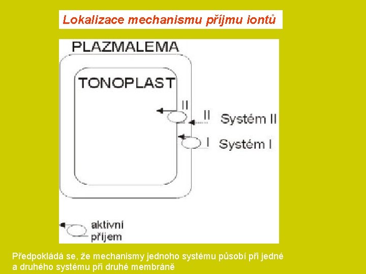 Lokalizace mechanismu příjmu iontů Předpokládá se, že mechanismy jednoho systému působí při jedné a