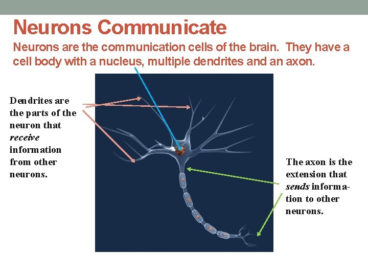 Neurons Communicate Neurons are the communication cells of the brain. They have a cell