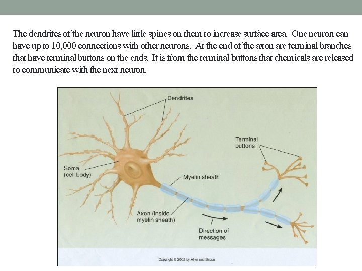 The dendrites of the neuron have little spines on them to increase surface area.
