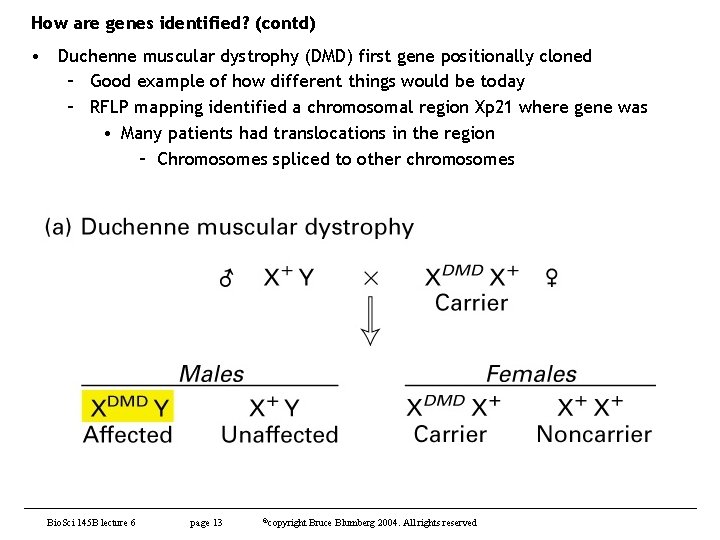 How are genes identified? (contd) • Duchenne muscular dystrophy (DMD) first gene positionally cloned