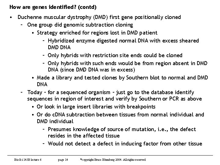 How are genes identified? (contd) • Duchenne muscular dystrophy (DMD) first gene positionally cloned