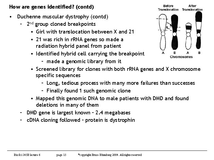 How are genes identified? (contd) • Duchenne muscular dystrophy (contd) – 2 nd group