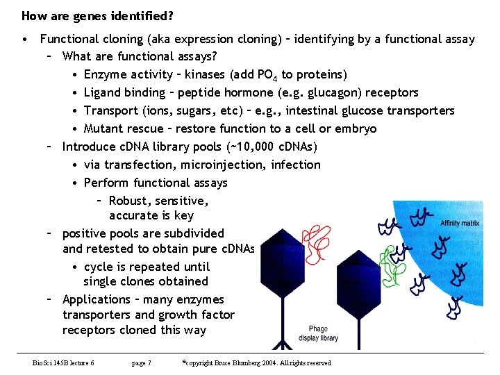 How are genes identified? • Functional cloning (aka expression cloning) – identifying by a