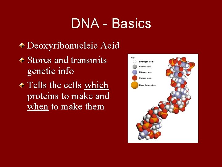 DNA - Basics Deoxyribonucleic Acid Stores and transmits genetic info Tells the cells which