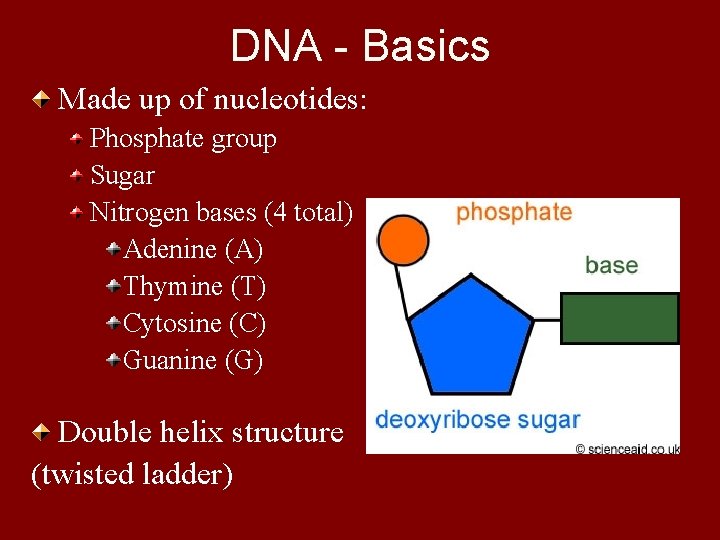 DNA - Basics Made up of nucleotides: Phosphate group Sugar Nitrogen bases (4 total)