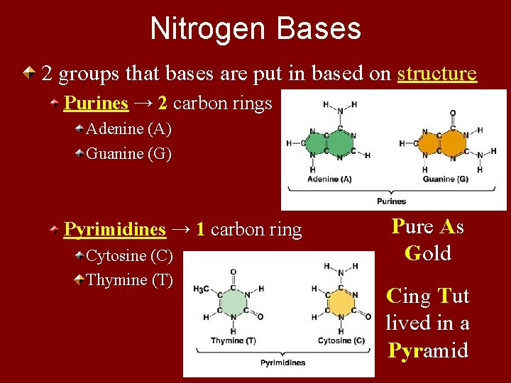 Nitrogen Bases 2 groups that bases are put in based on structure Purines →