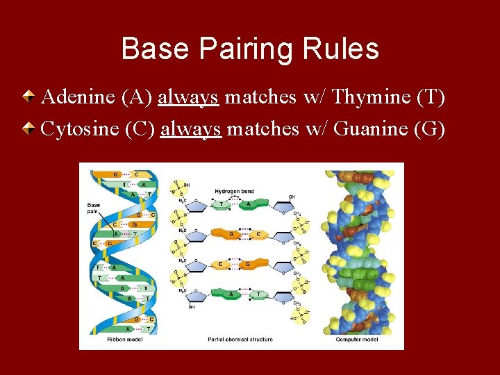 Base Pairing Rules Adenine (A) always matches w/ Thymine (T) Cytosine (C) always matches