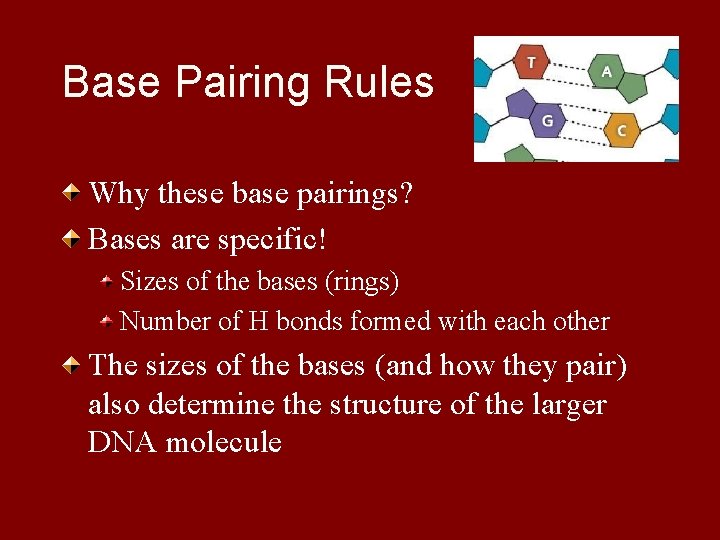 Base Pairing Rules Why these base pairings? Bases are specific! Sizes of the bases