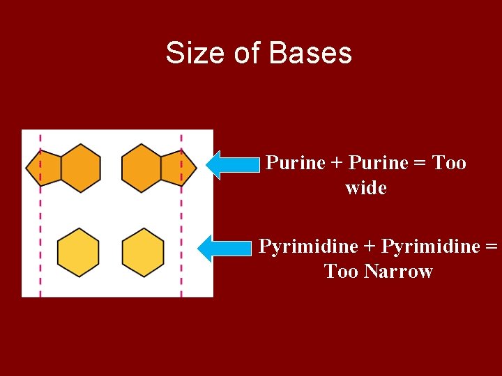 Size of Bases Purine + Purine = Too wide Pyrimidine + Pyrimidine = Too