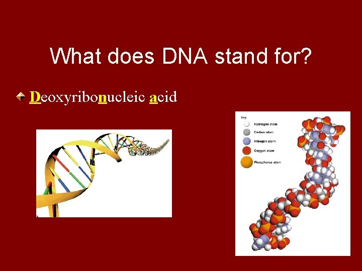 What does DNA stand for? Deoxyribonucleic acid 