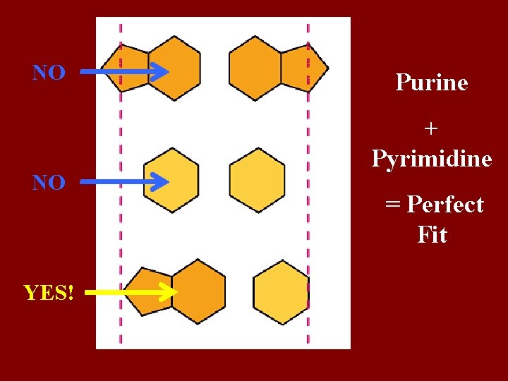 NO NO YES! Purine + Pyrimidine = Perfect Fit 