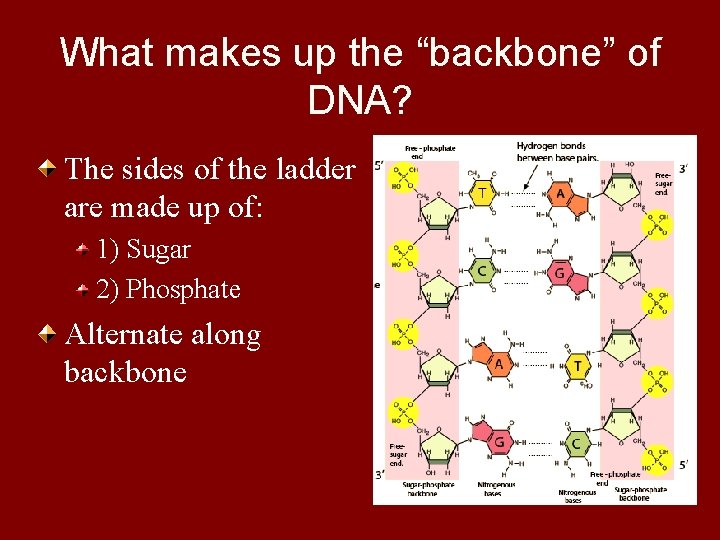 What makes up the “backbone” of DNA? The sides of the ladder are made