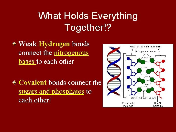 What Holds Everything Together!? Weak Hydrogen bonds connect the nitrogenous bases to each other