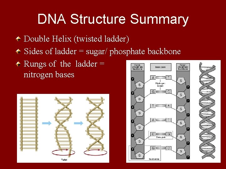 DNA Structure Summary Double Helix (twisted ladder) Sides of ladder = sugar/ phosphate backbone