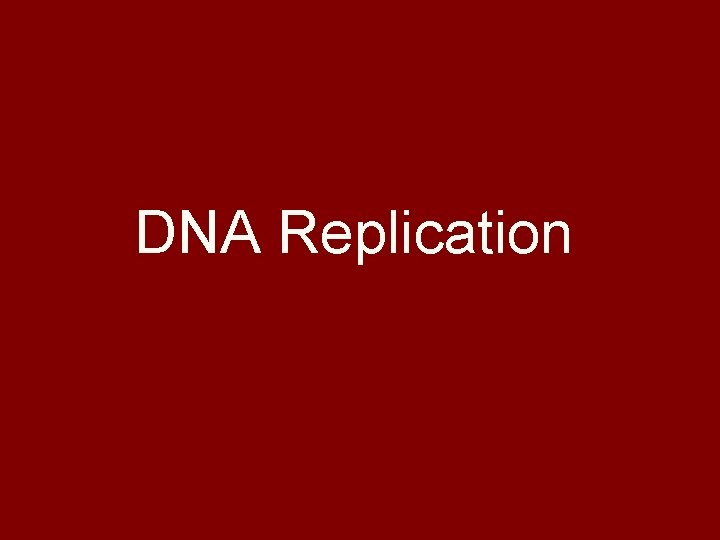 DNA Replication 