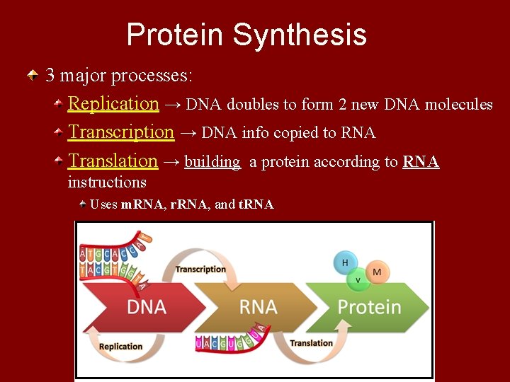 Protein Synthesis 3 major processes: Replication → DNA doubles to form 2 new DNA