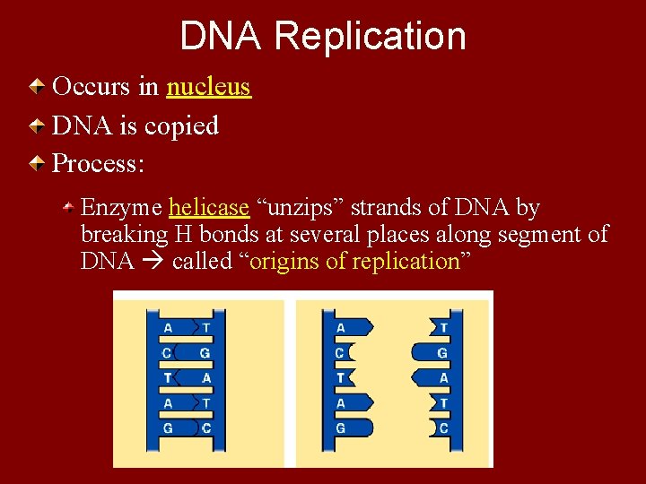 DNA Replication Occurs in nucleus DNA is copied Process: Enzyme helicase “unzips” strands of
