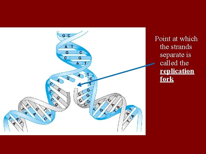 Point at which the strands separate is called the replication fork 