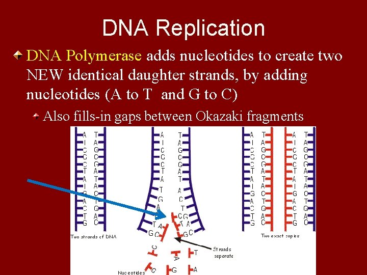 DNA Replication DNA Polymerase adds nucleotides to create two NEW identical daughter strands, by