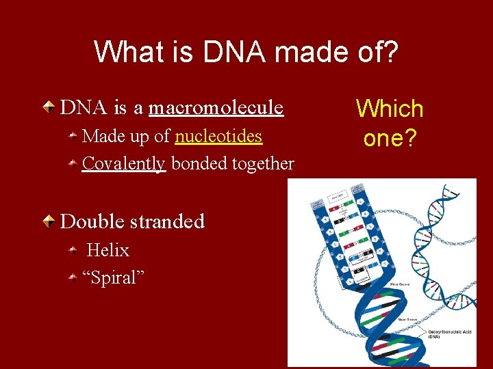 What is DNA made of? DNA is a macromolecule Made up of nucleotides Covalently