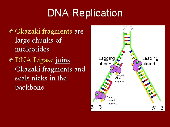 DNA Replication Okazaki fragments are large chunks of nucleotides DNA Ligase joins Okazaki fragments