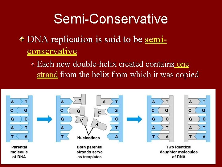 Semi-Conservative DNA replication is said to be semiconservative Each new double-helix created contains one