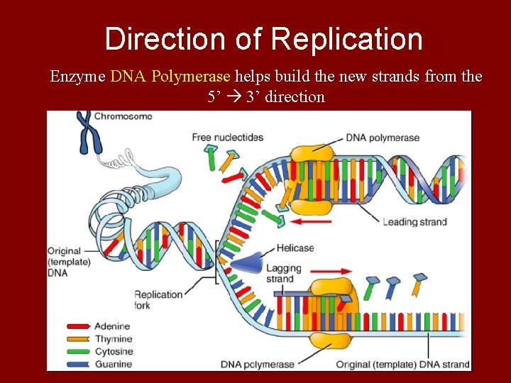 Direction of Replication Enzyme DNA Polymerase helps build the new strands from the 5’
